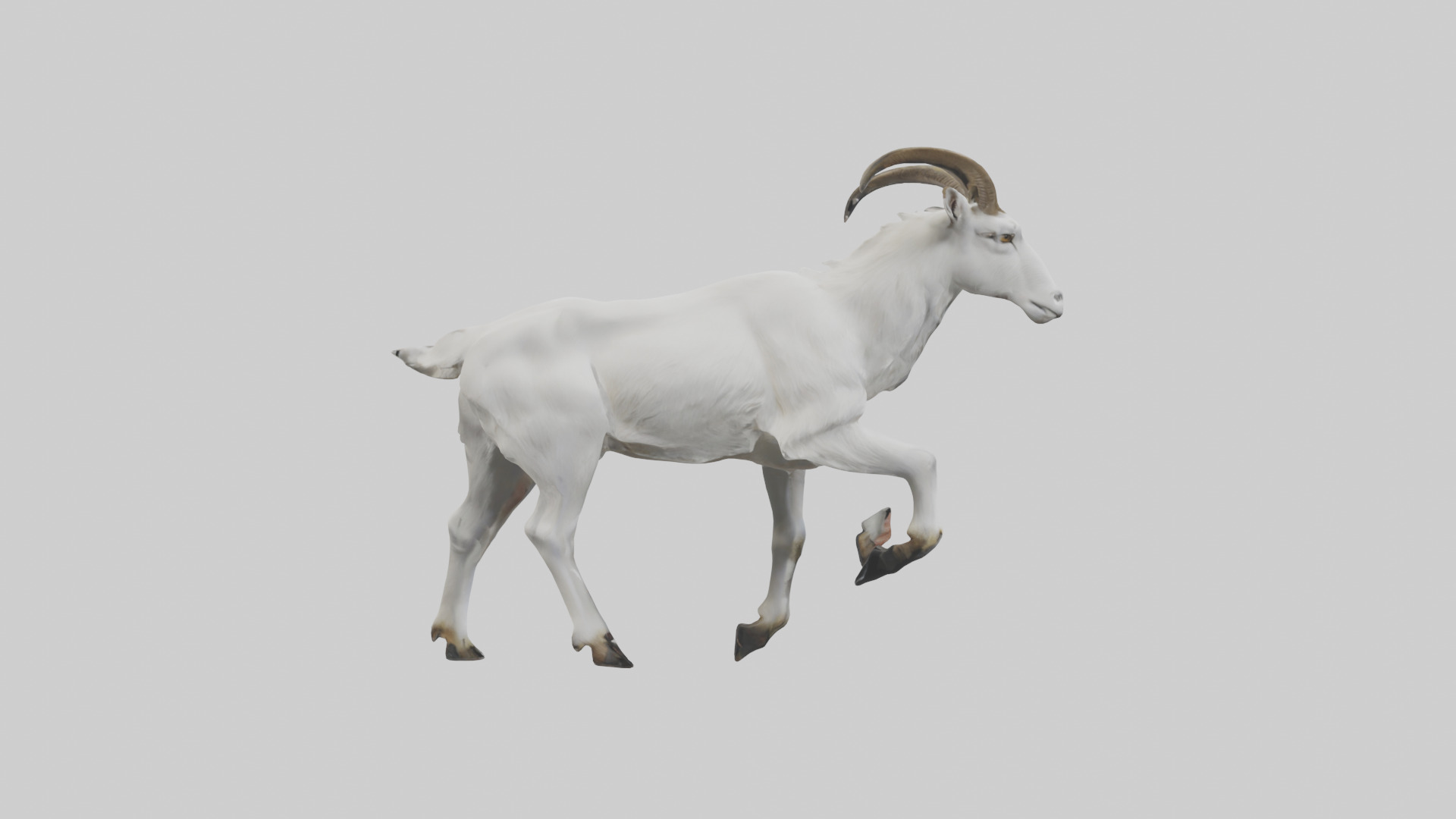 Mountain Goat scaling cliff model Low-poly 3D model_13