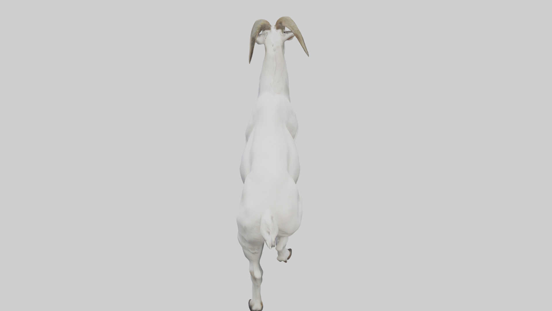Mountain Goat scaling cliff model Low-poly 3D model_15