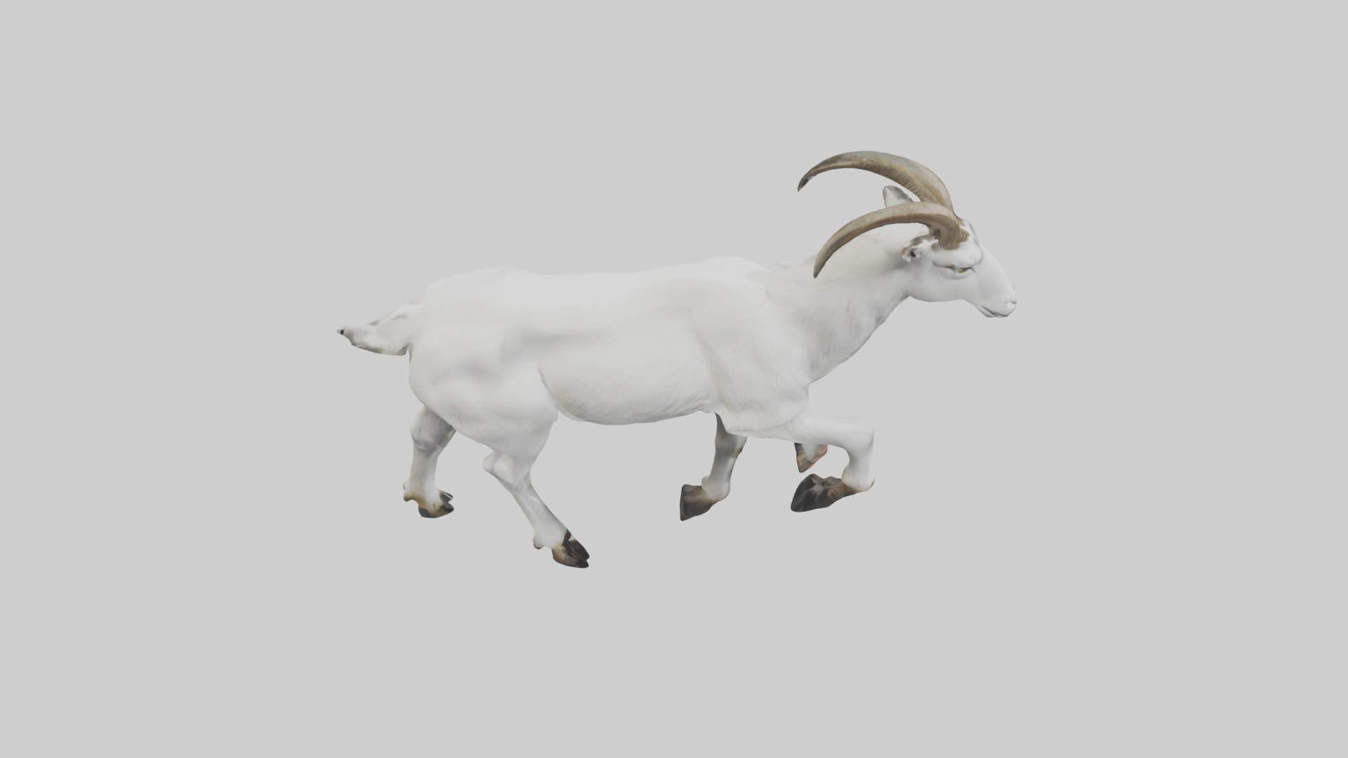 Mountain Goat scaling cliff model Low-poly 3D model_18