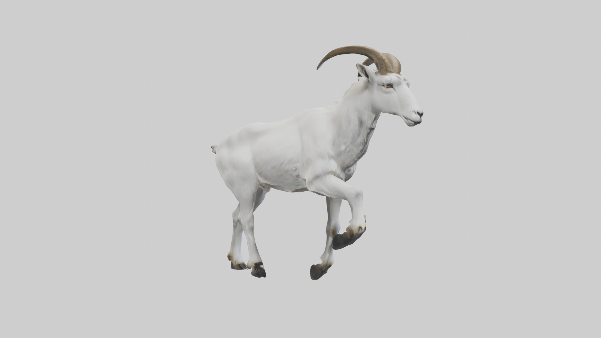 Mountain Goat scaling cliff model Low-poly 3D model_7