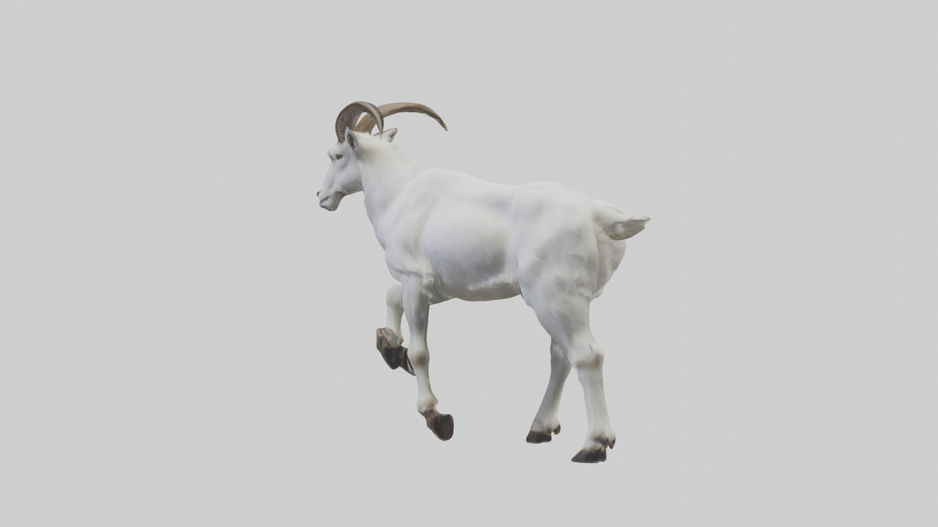 Mountain Goat scaling cliff model Low-poly 3D model_1