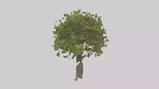 Mulberry tree model