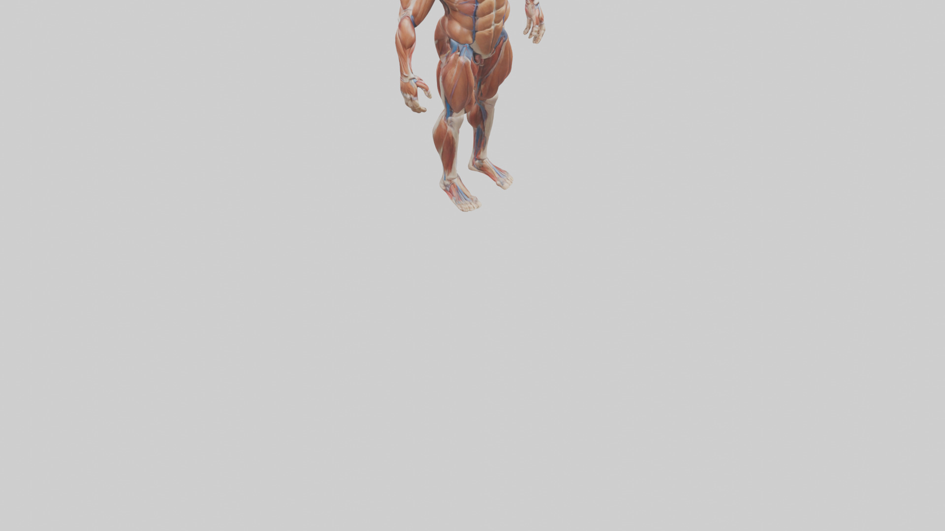 Muscular System Model Low-poly 3D model_6