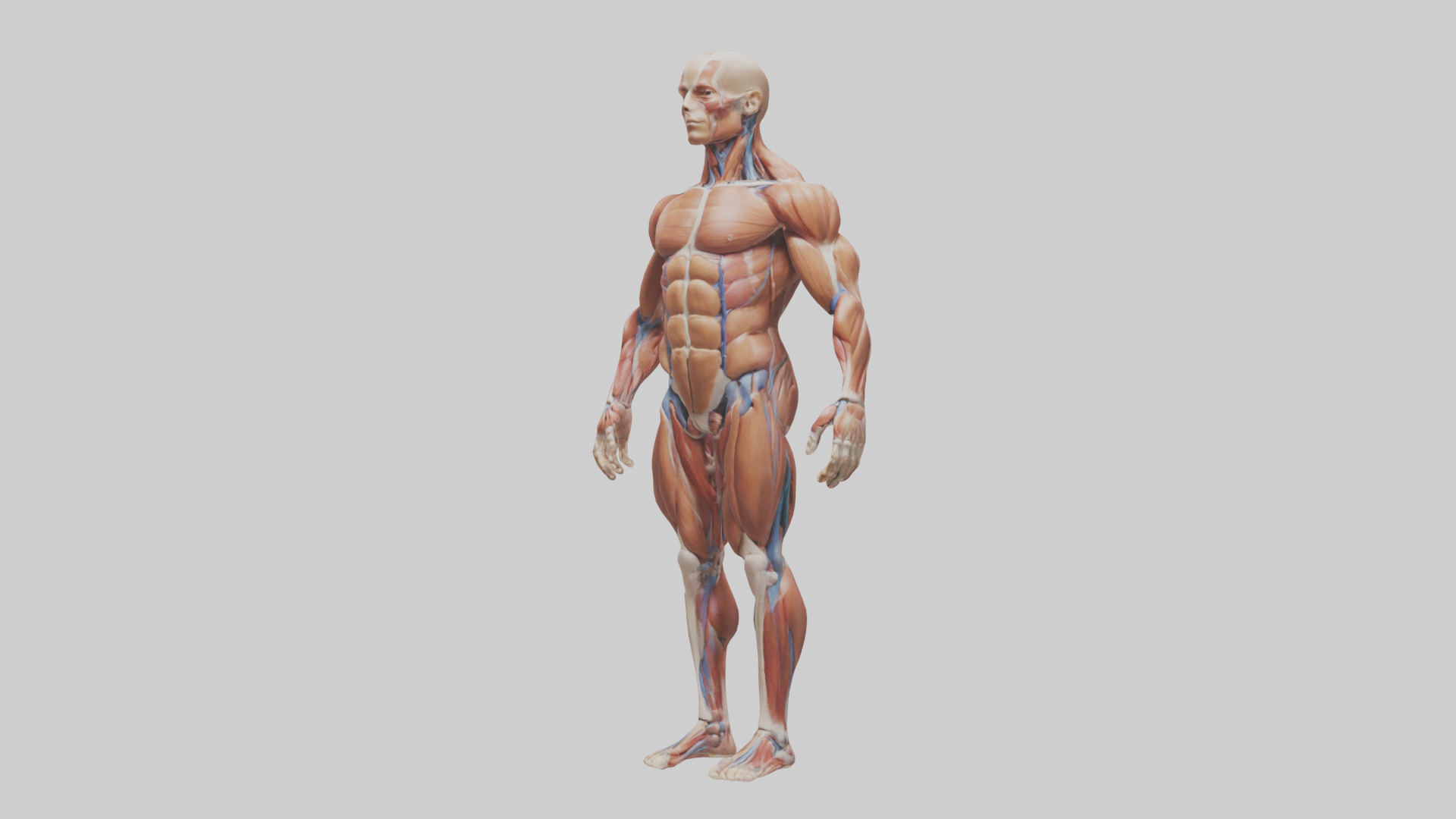 Muscular System Model Low-poly 3D model_10