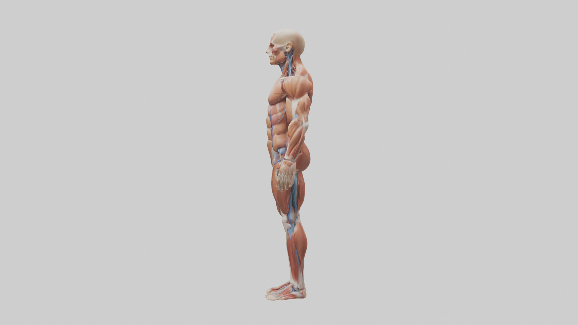 Muscular System Model Low-poly 3D model_12