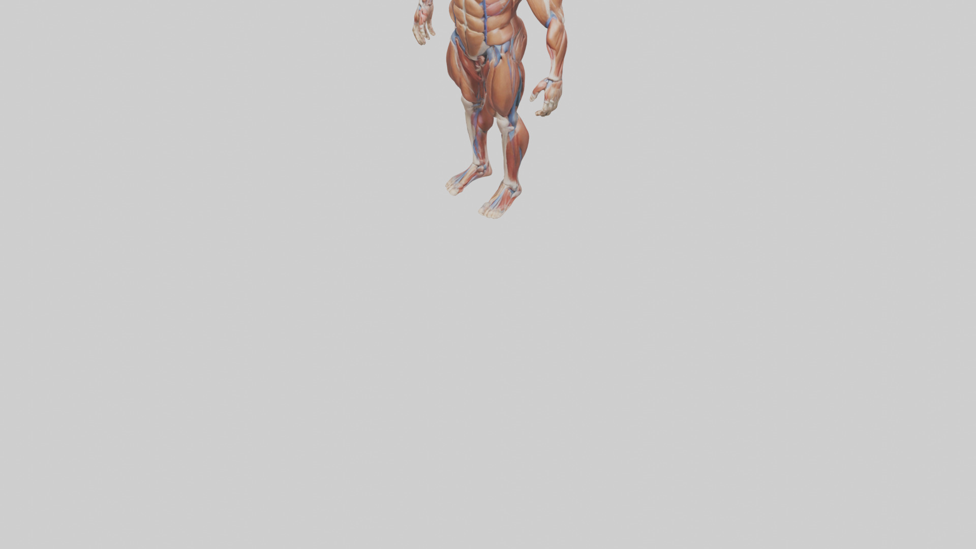 Muscular System Model Low-poly 3D model_5