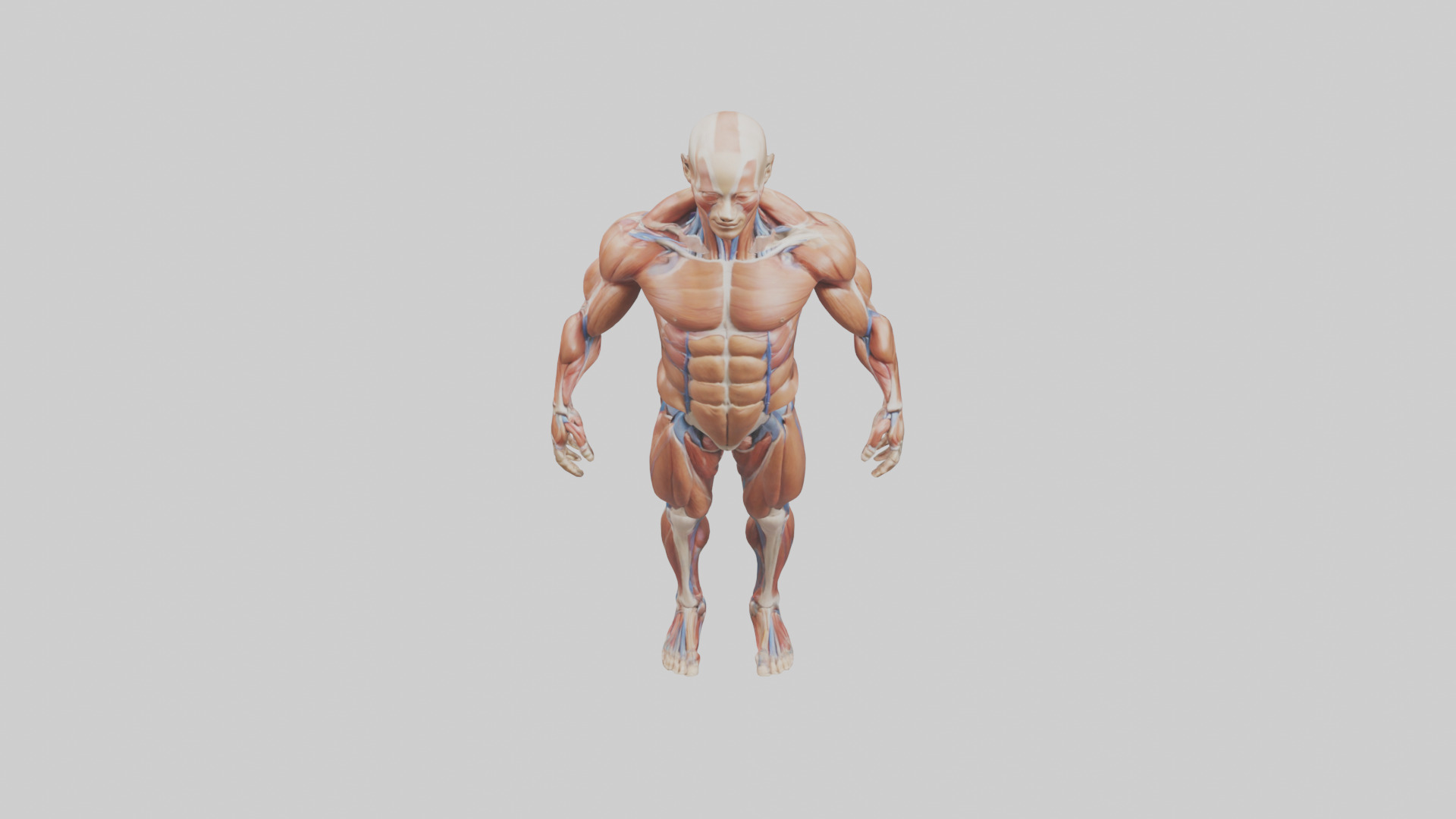 Muscular System Model Low-poly 3D model_16