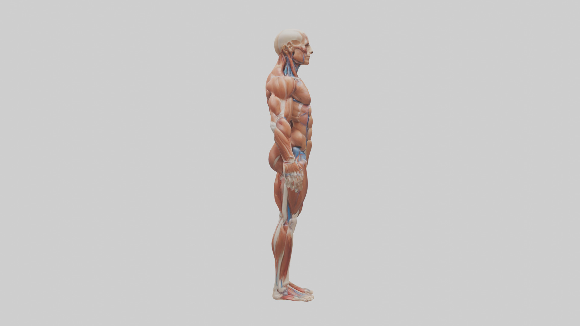 Muscular System Model Low-poly 3D model_13