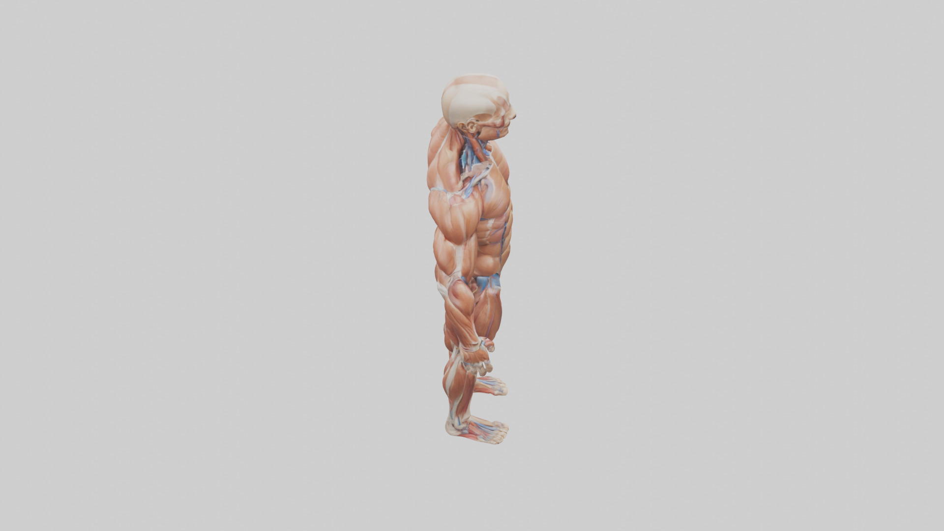 Muscular System Model Low-poly 3D model_18