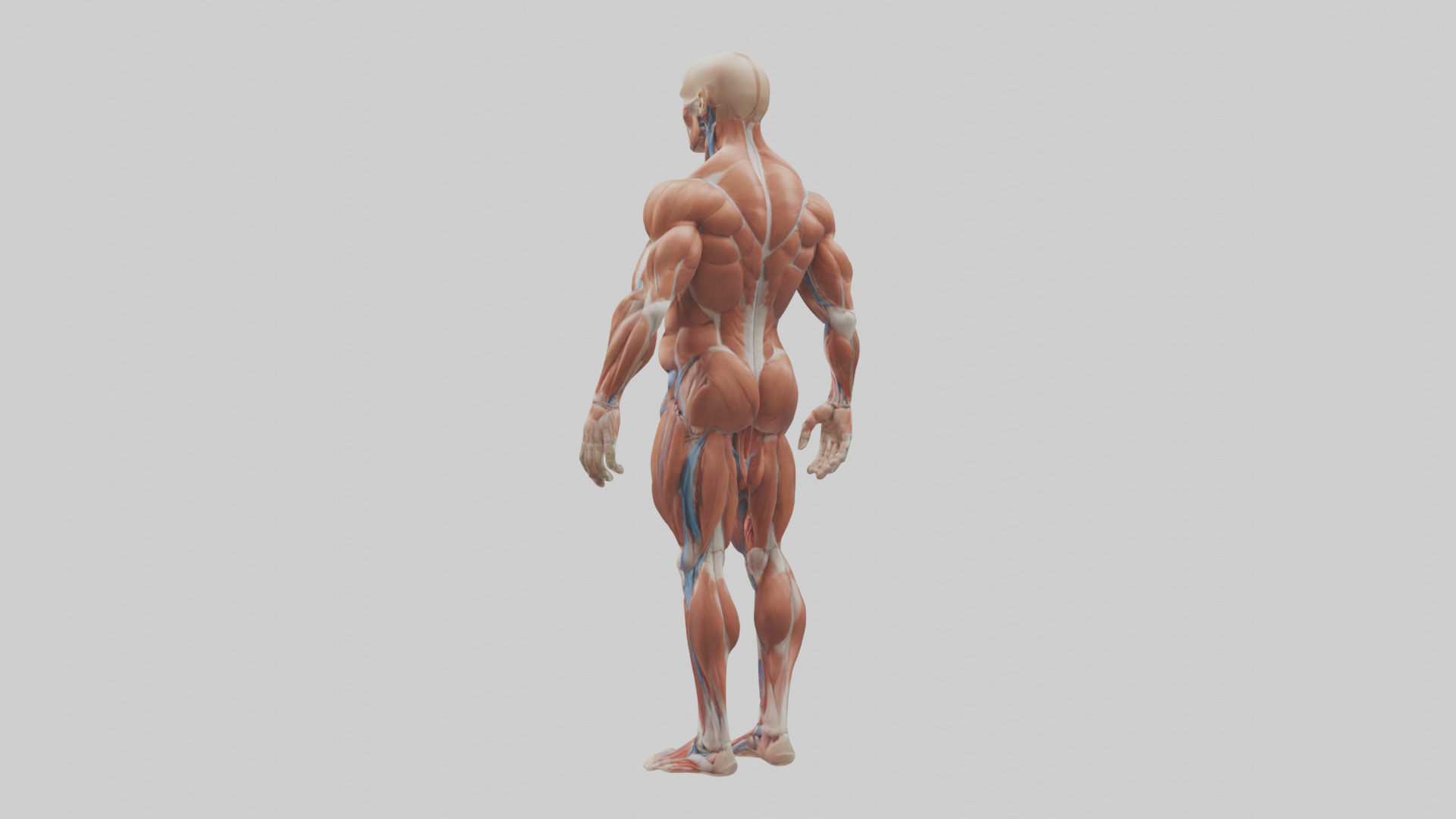 Muscular System Model Low-poly 3D model_1
