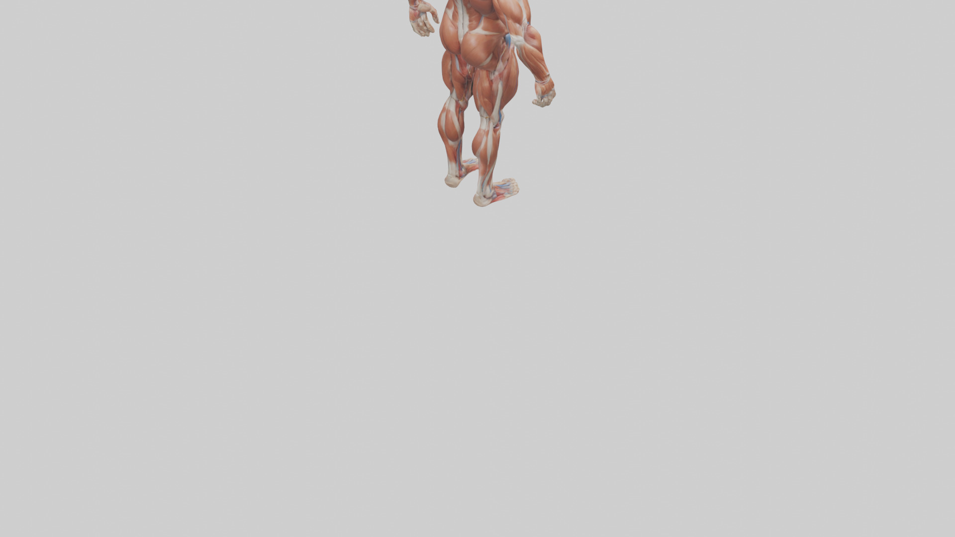 Muscular System Model Low-poly 3D model_4