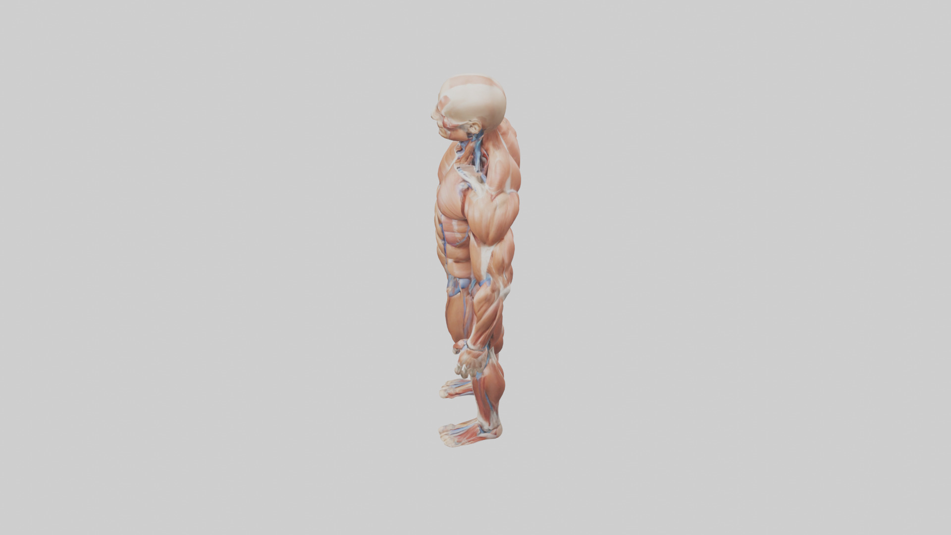 Muscular System Model Low-poly 3D model_17