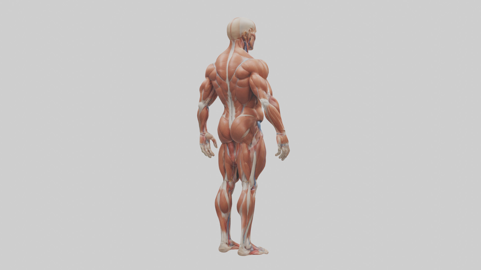Muscular System Model Low-poly 3D model_2