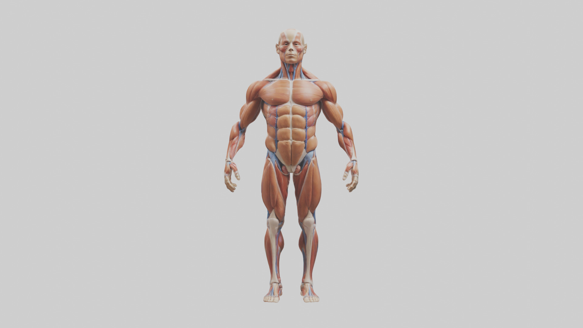 Muscular System Model Low-poly 3D model_9