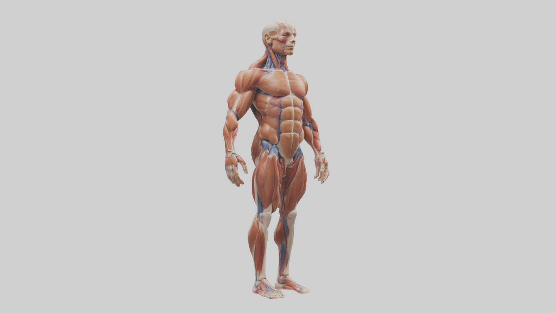 Muscular System Model Low-poly 3D model_11