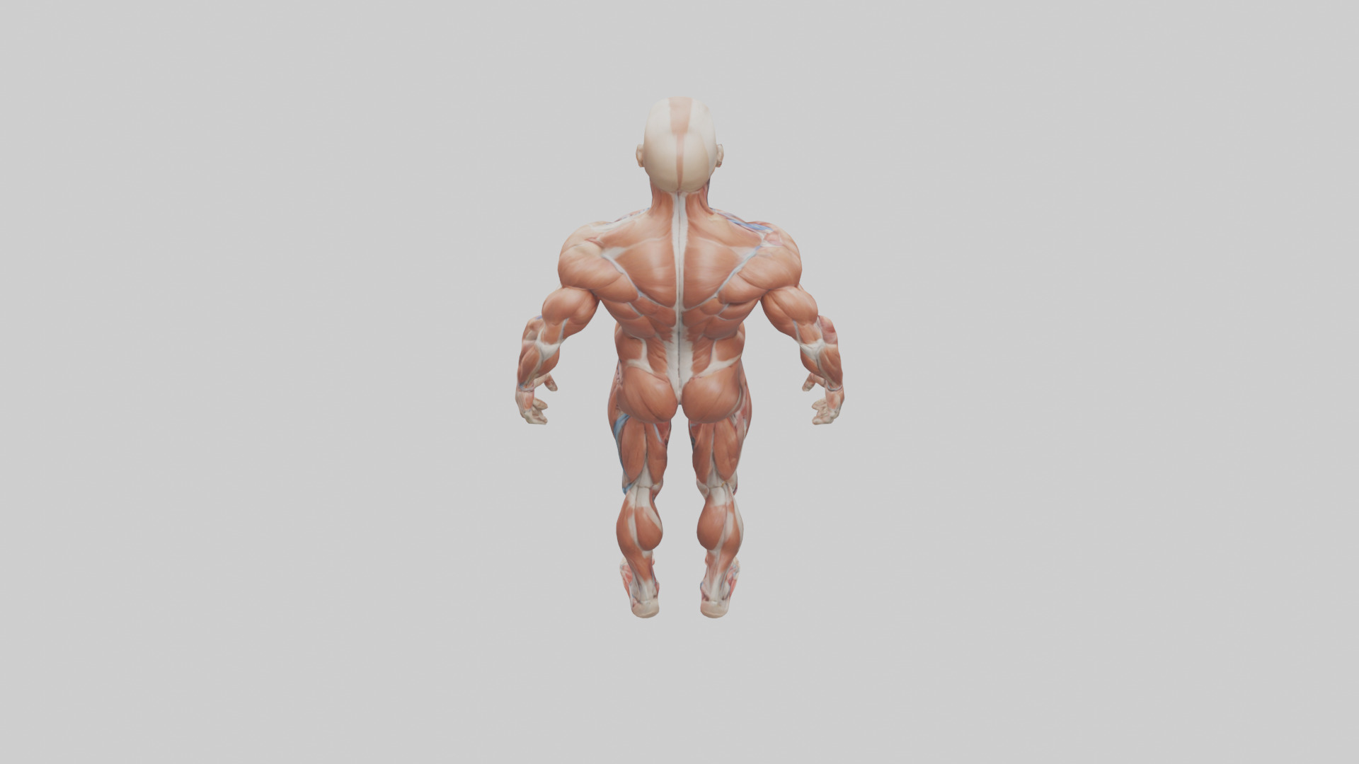 Muscular System Model Low-poly 3D model_15