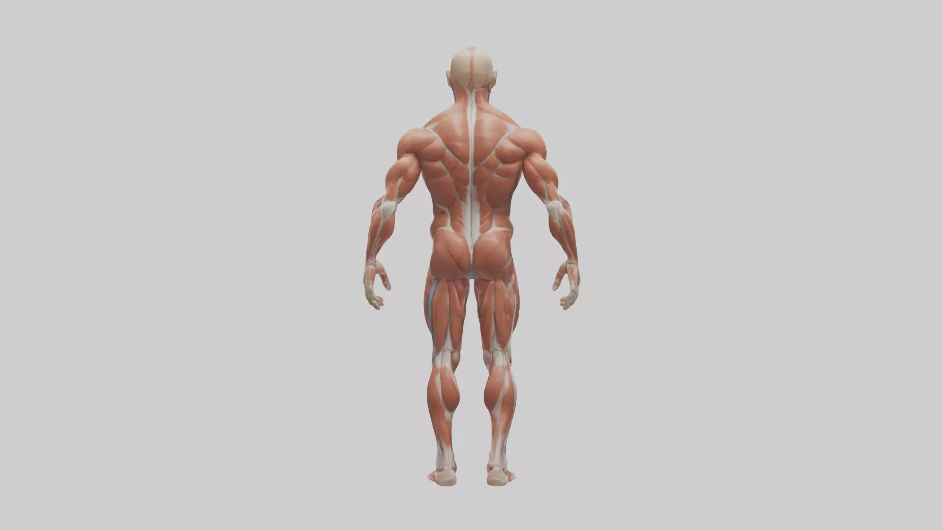 Muscular System Model Low-poly 3D model_0