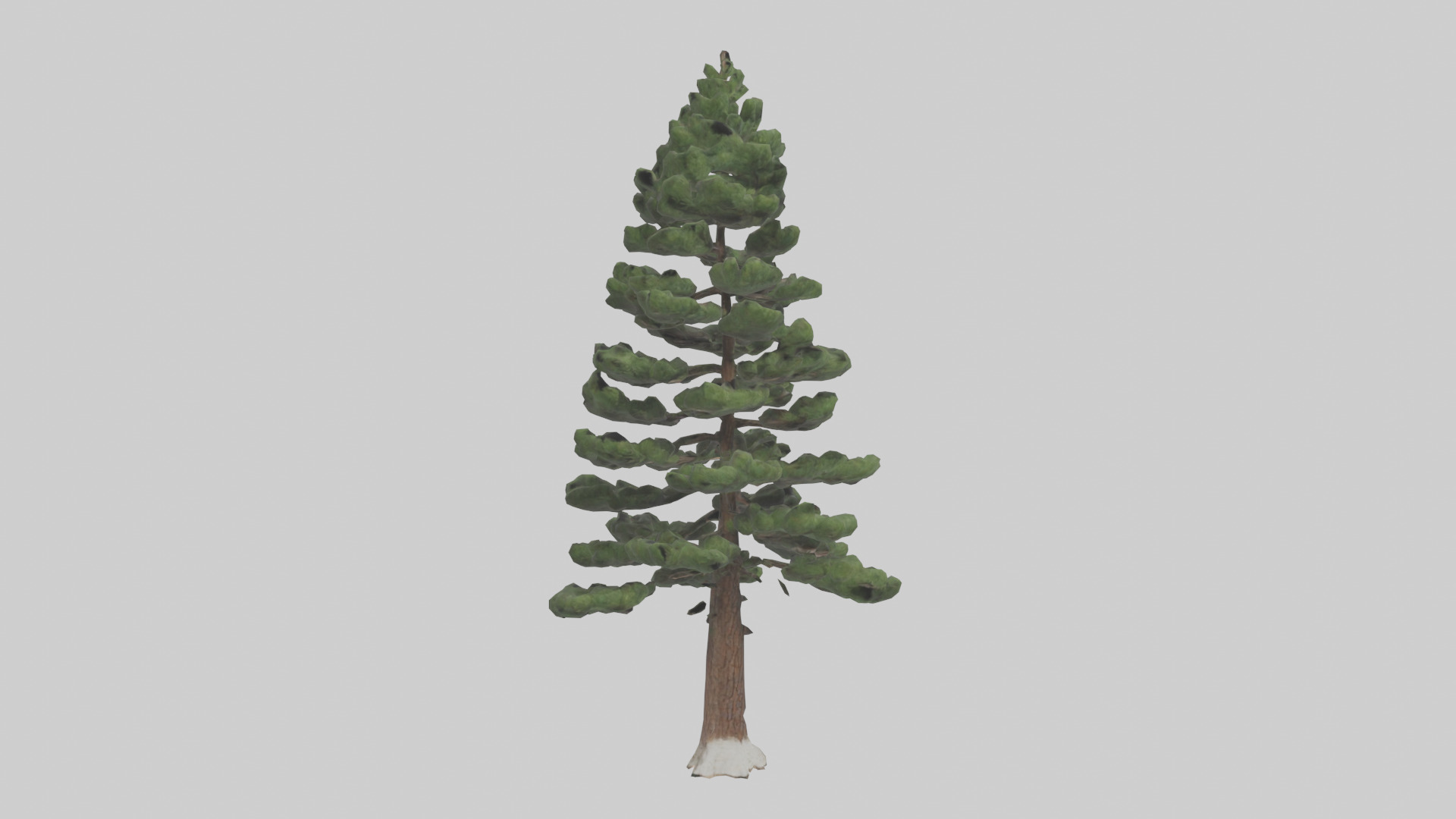 Native Pine tree model Low-poly 3D model_11
