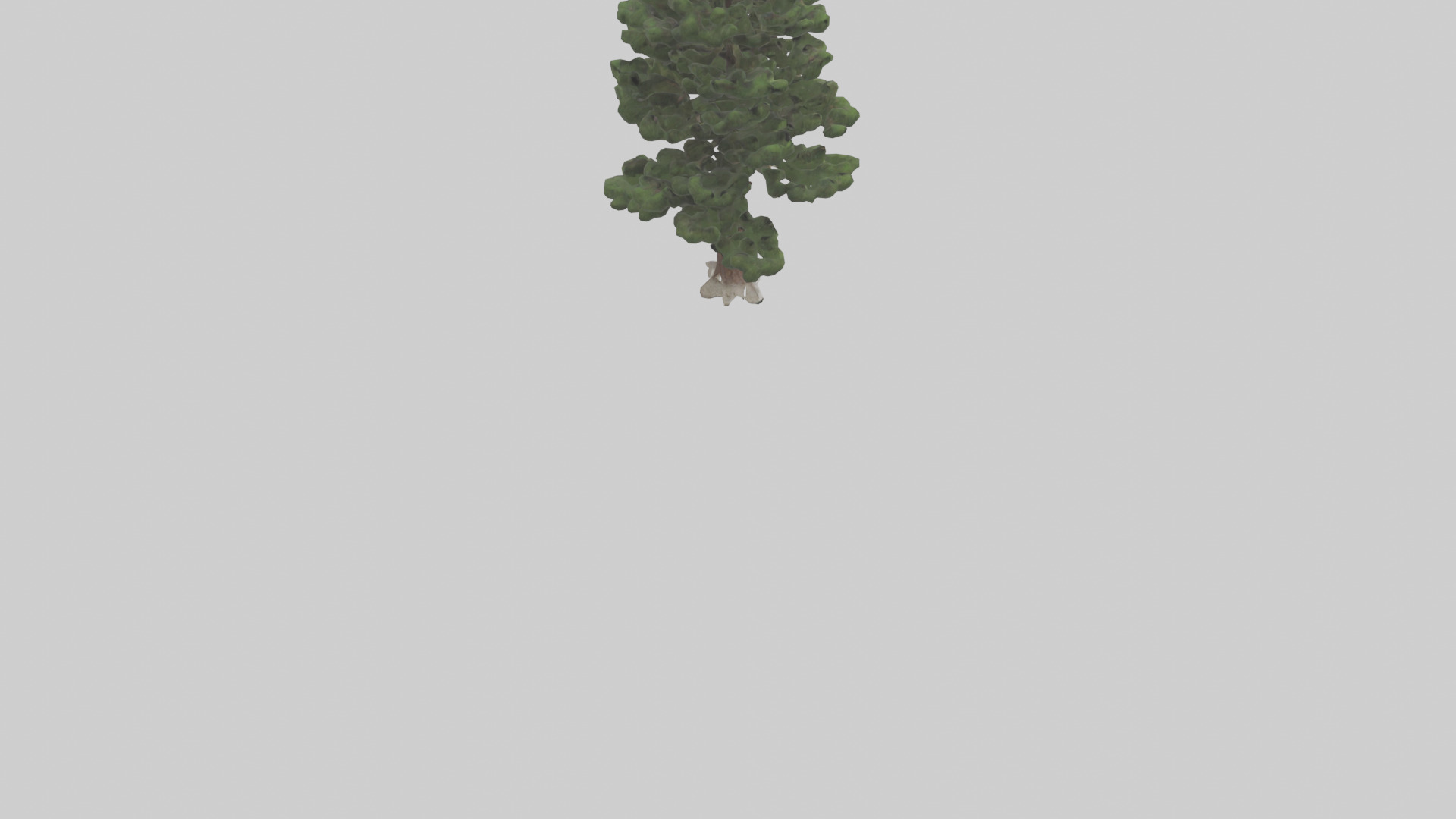 Native Pine tree model Low-poly 3D model_4