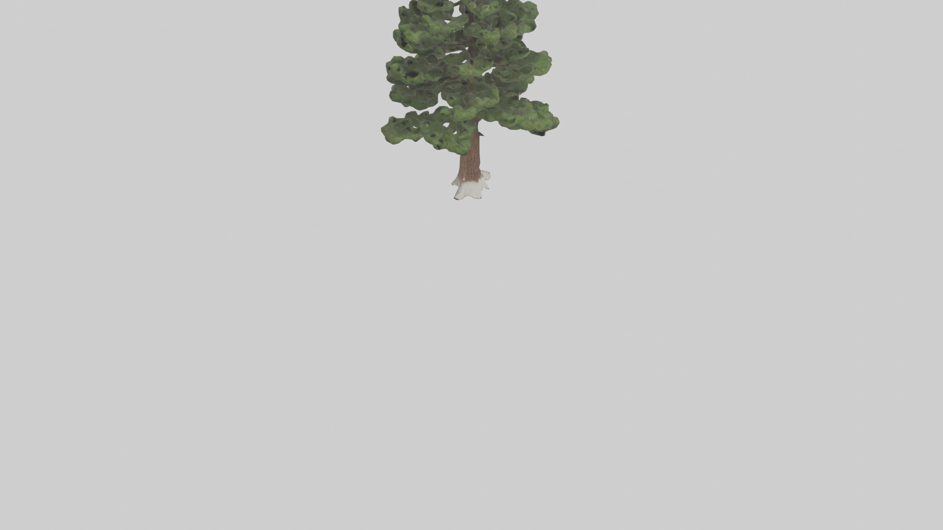 Native Pine tree model Low-poly 3D model_6
