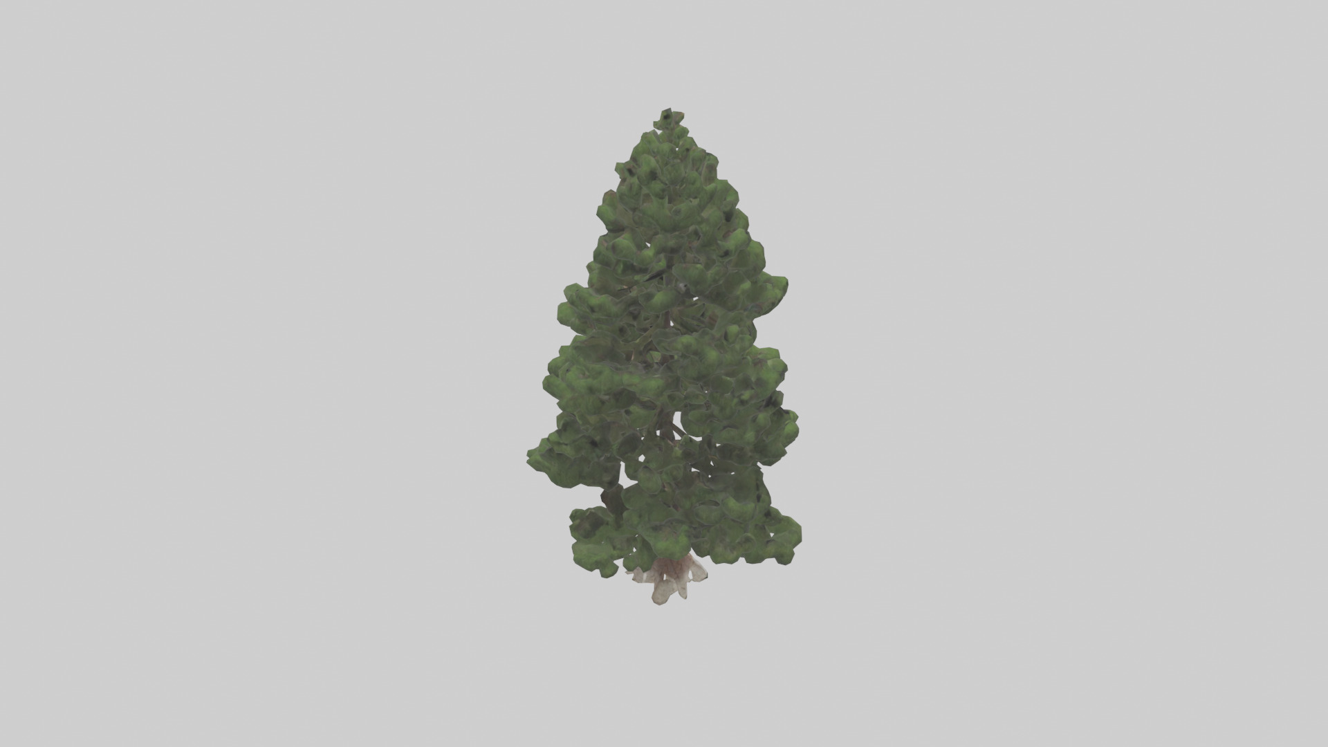 Native Pine tree model Low-poly 3D model_15