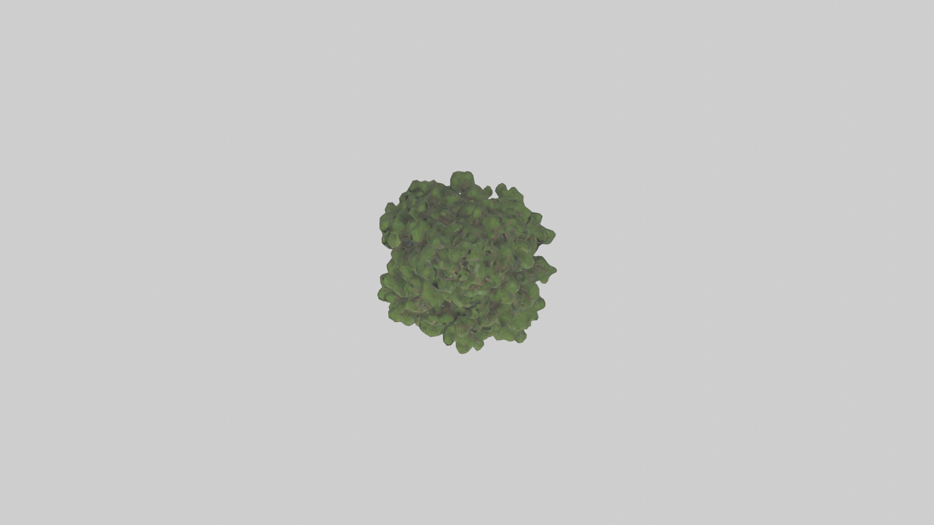 Native Pine tree model Low-poly 3D model_14