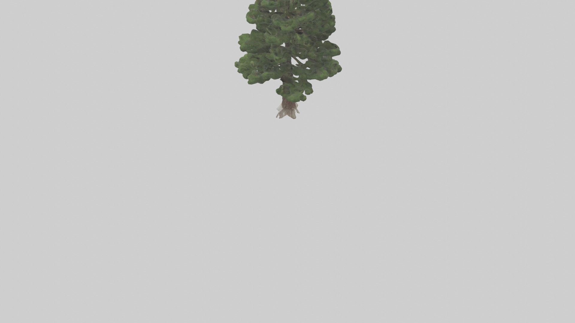Native Pine tree model Low-poly 3D model_3