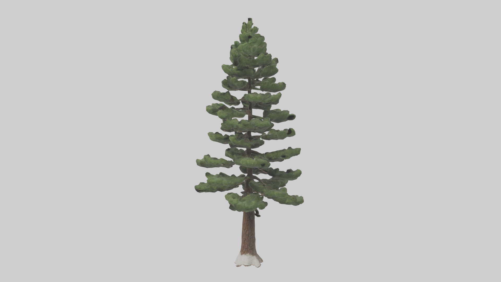Native Pine tree model Low-poly 3D model_10