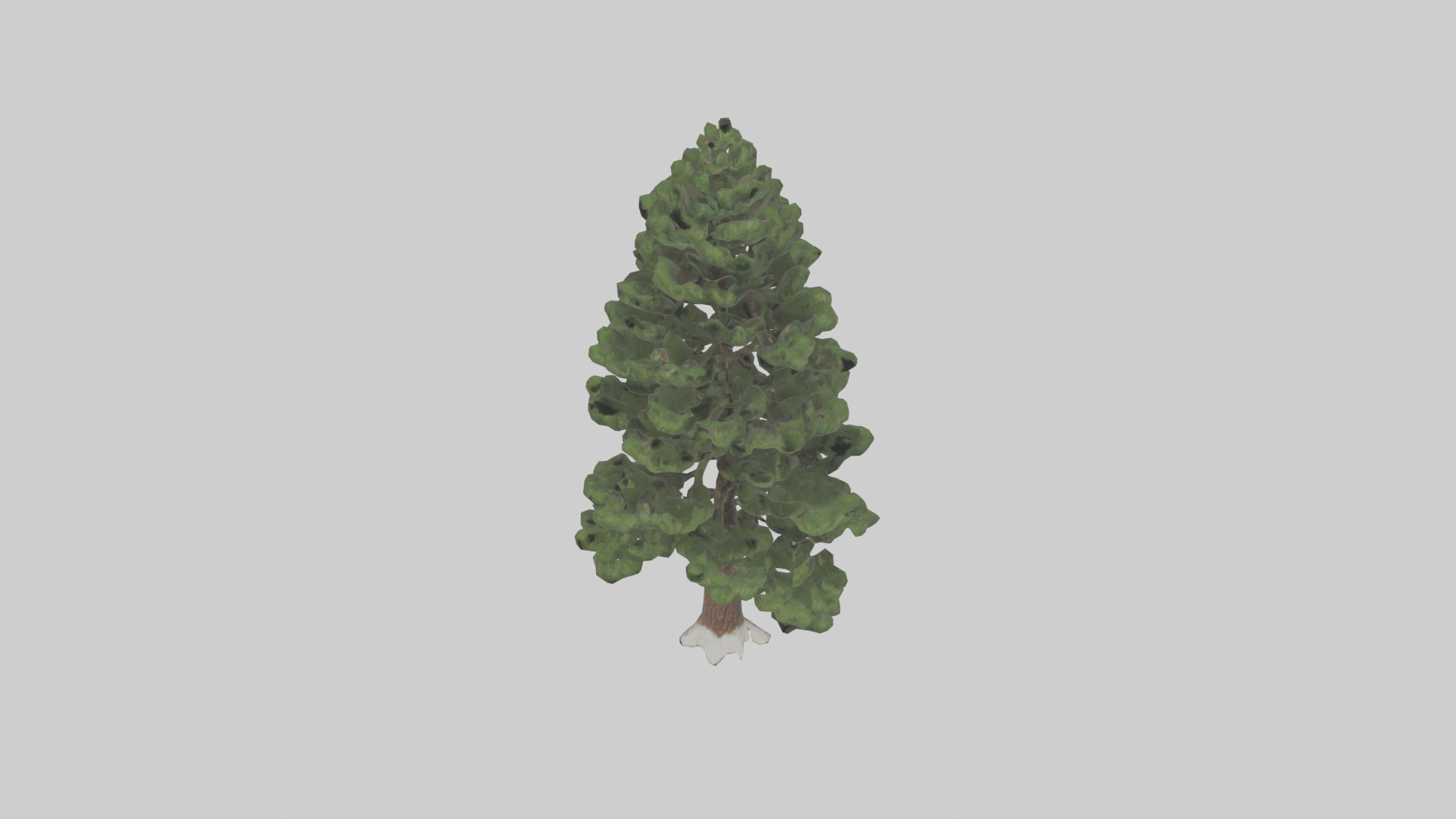 Native Pine tree model Low-poly 3D model_16
