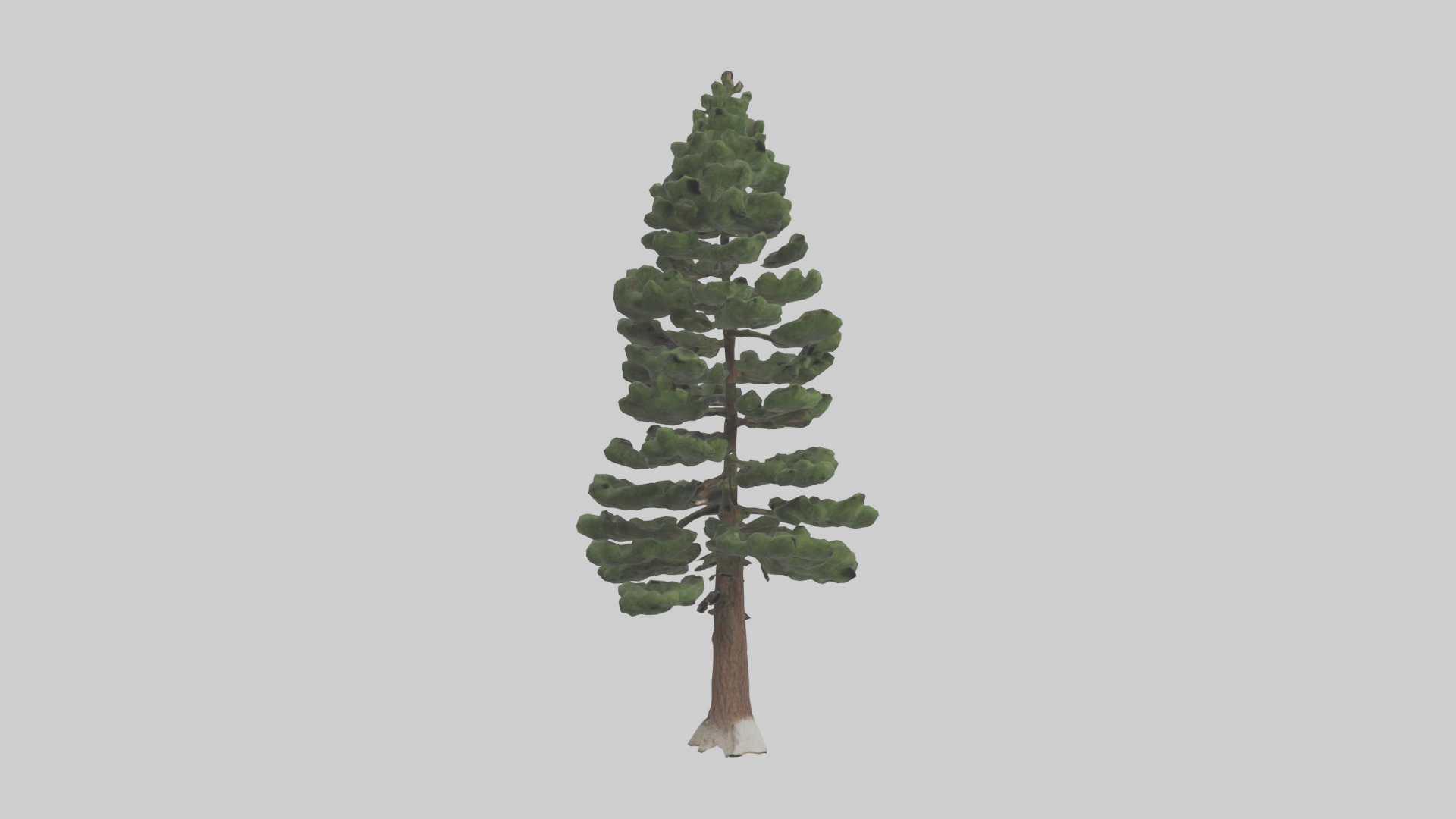Native Pine tree model Low-poly 3D model_13