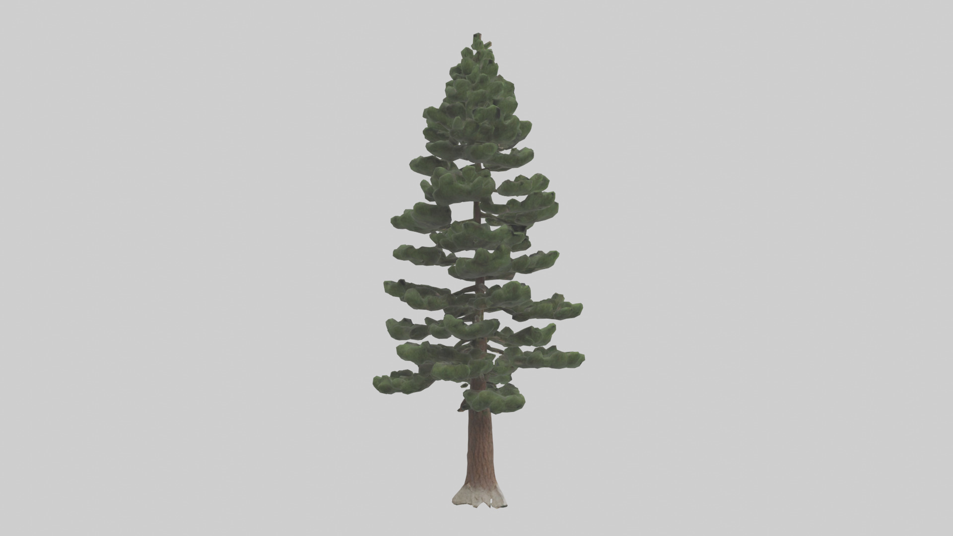 Native Pine tree model Low-poly 3D model_2
