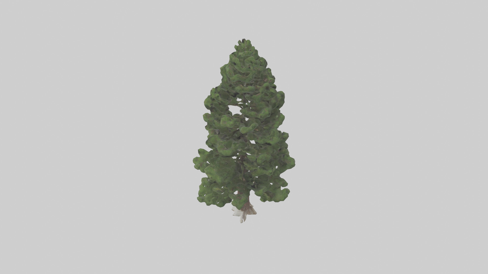 Native Pine tree model Low-poly 3D model_17