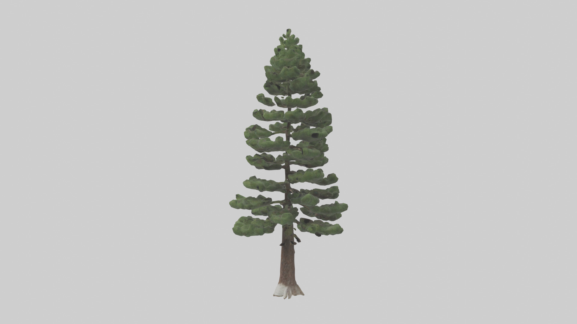 Native Pine tree model Low-poly 3D model_12