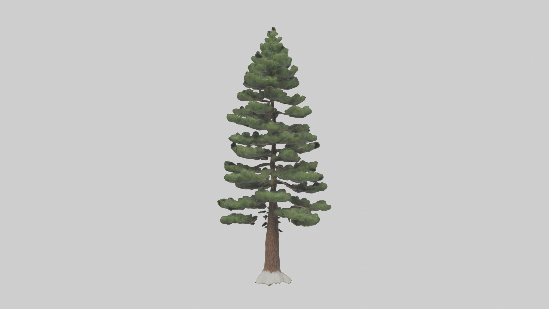 Native Pine tree model Low-poly 3D model_9