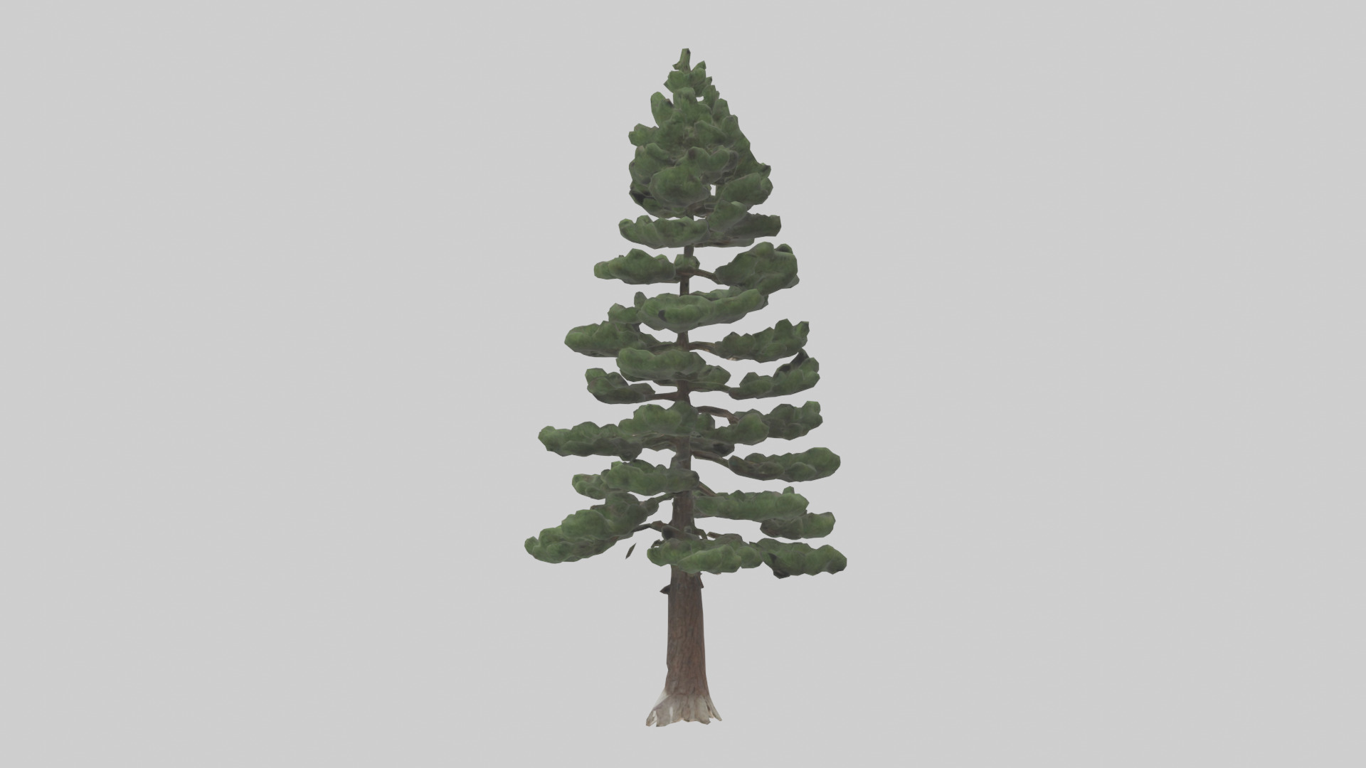 Native Pine tree model Low-poly 3D model_1