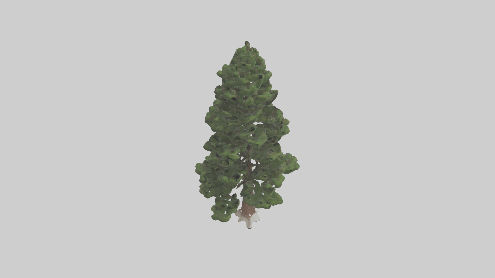 Native Pine tree model Low-poly 3D model_18