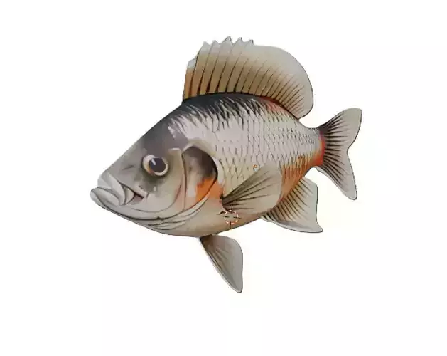 Tilapia Fish