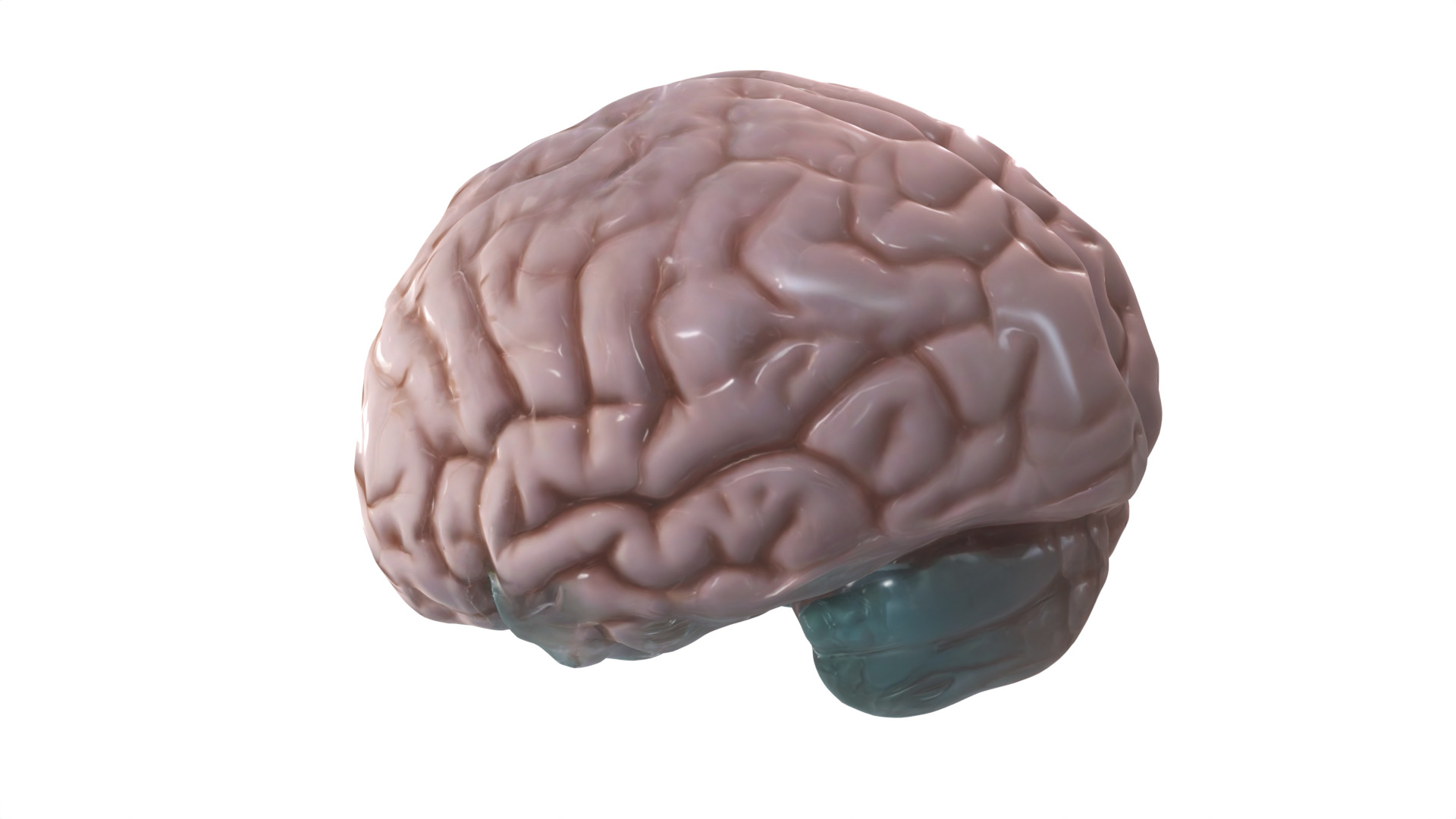 brain Low-poly 3D model_5