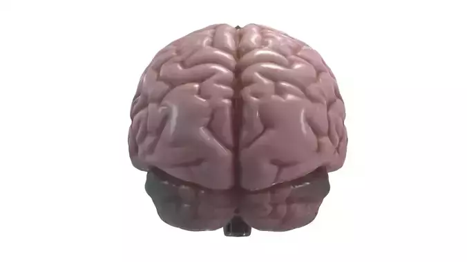 brain
