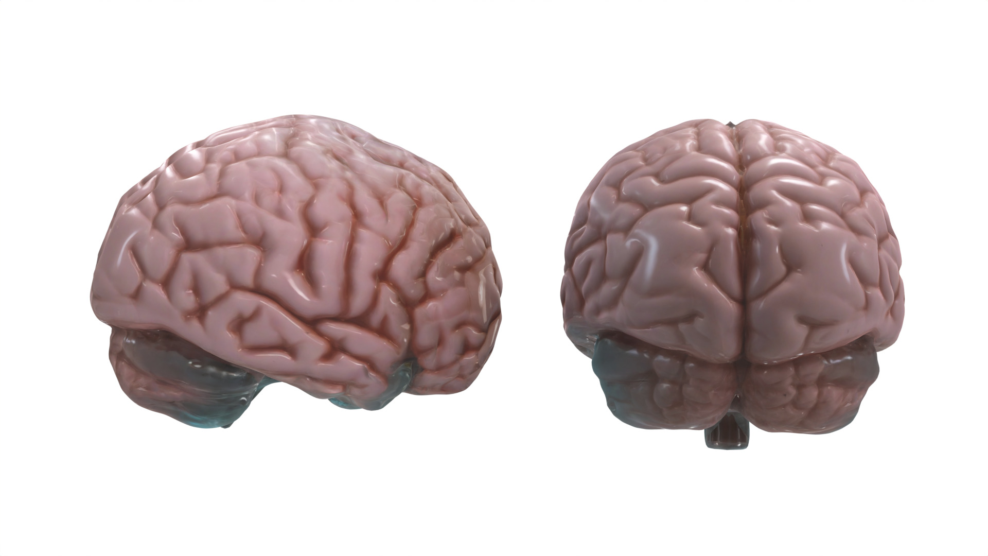 brain Low-poly 3D model_3