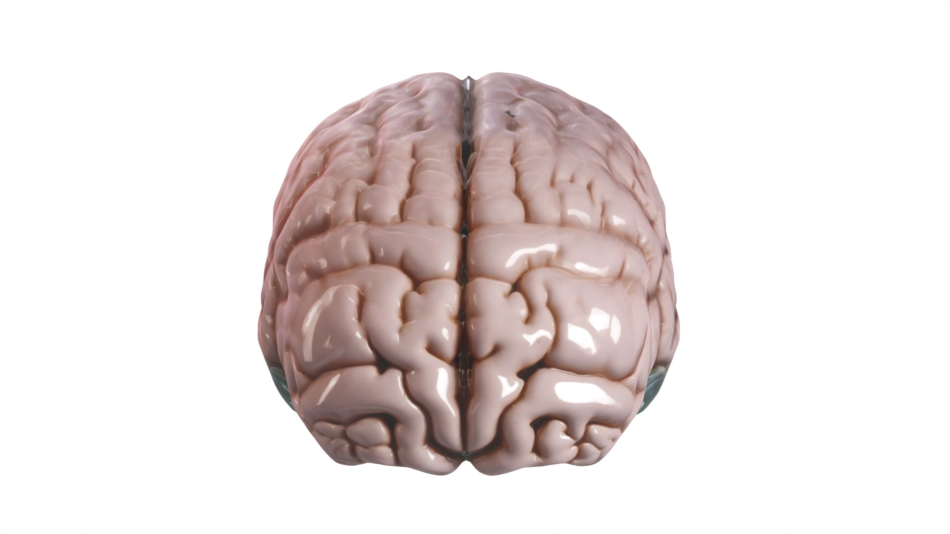 brain Low-poly 3D model_4