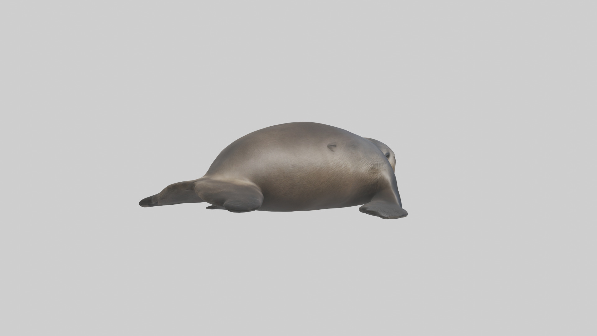 Northern Fur Seal sunbathing model Low-poly 3D model_2