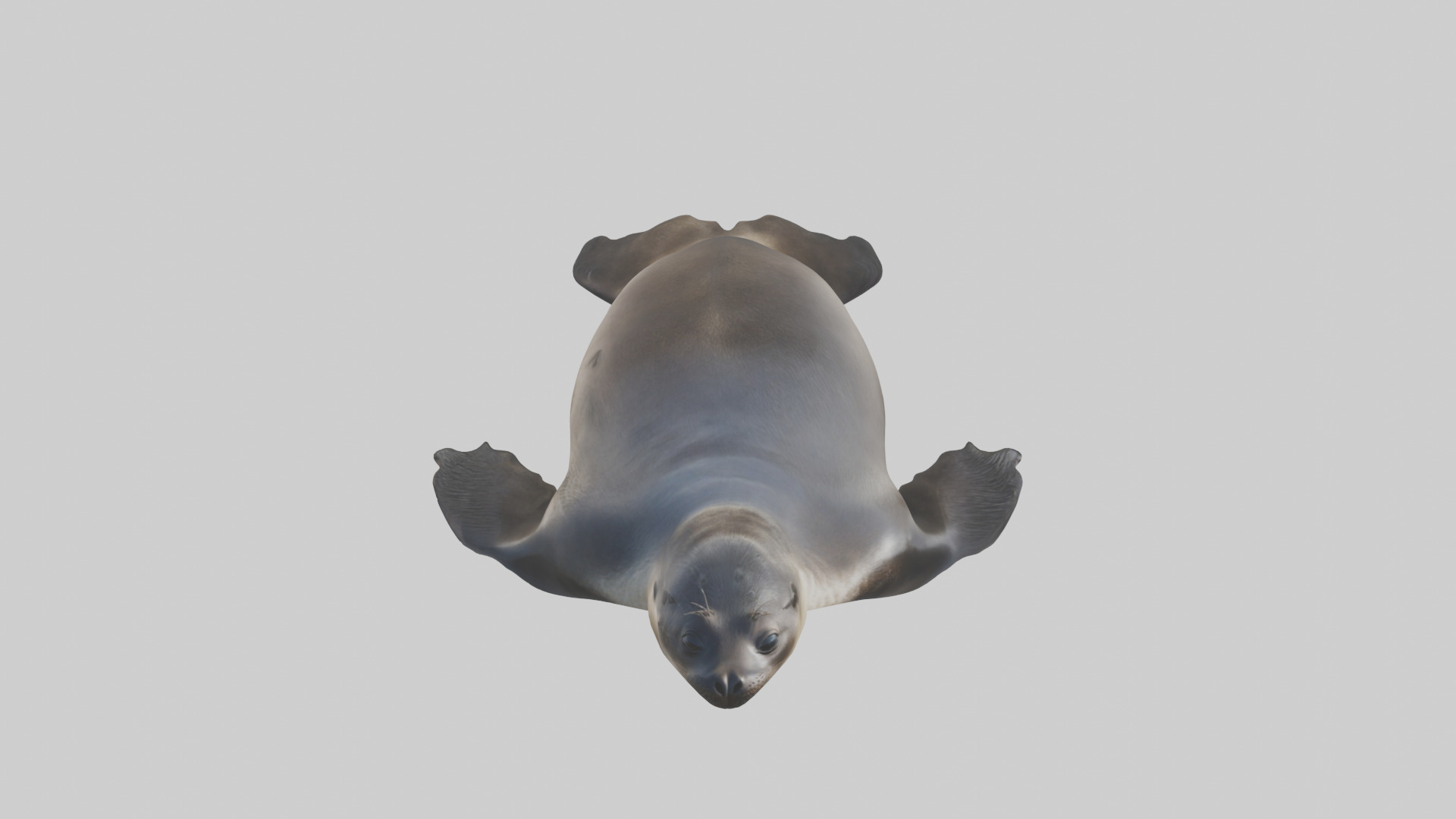 Northern Fur Seal sunbathing model Low-poly 3D model_16
