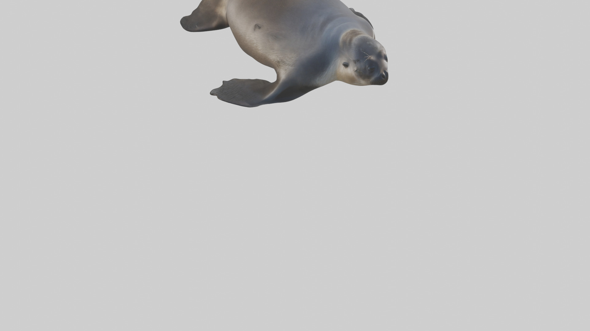 Northern Fur Seal sunbathing model Low-poly 3D model_6