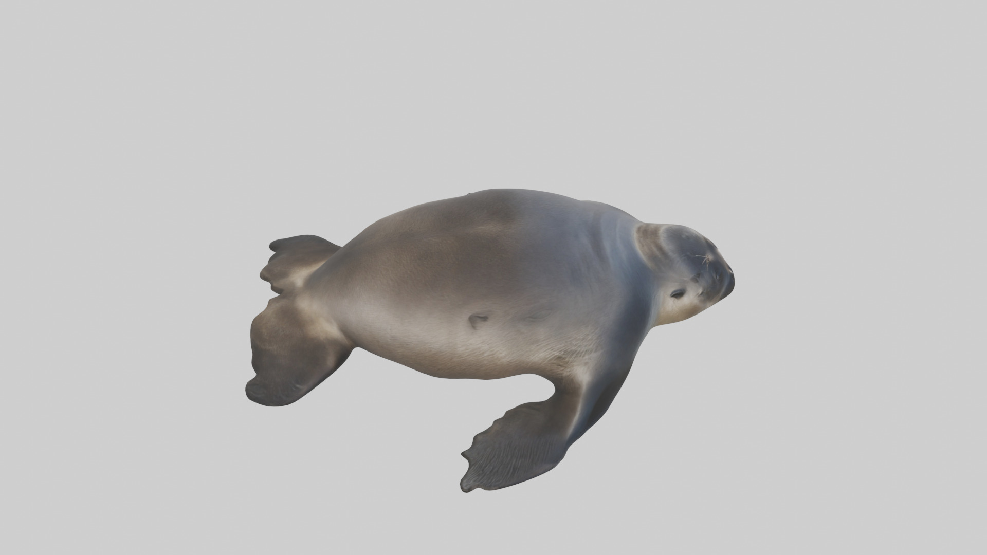 Northern Fur Seal sunbathing model Low-poly 3D model_18