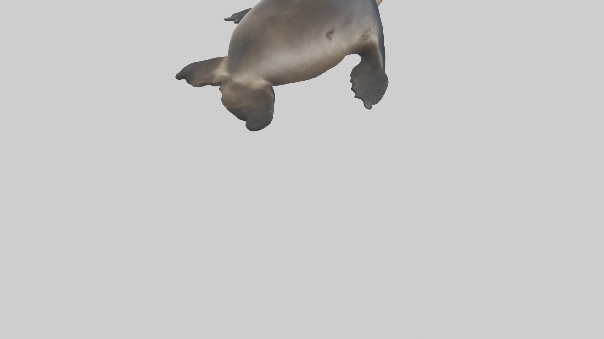 Northern Fur Seal sunbathing model Low-poly 3D model_4