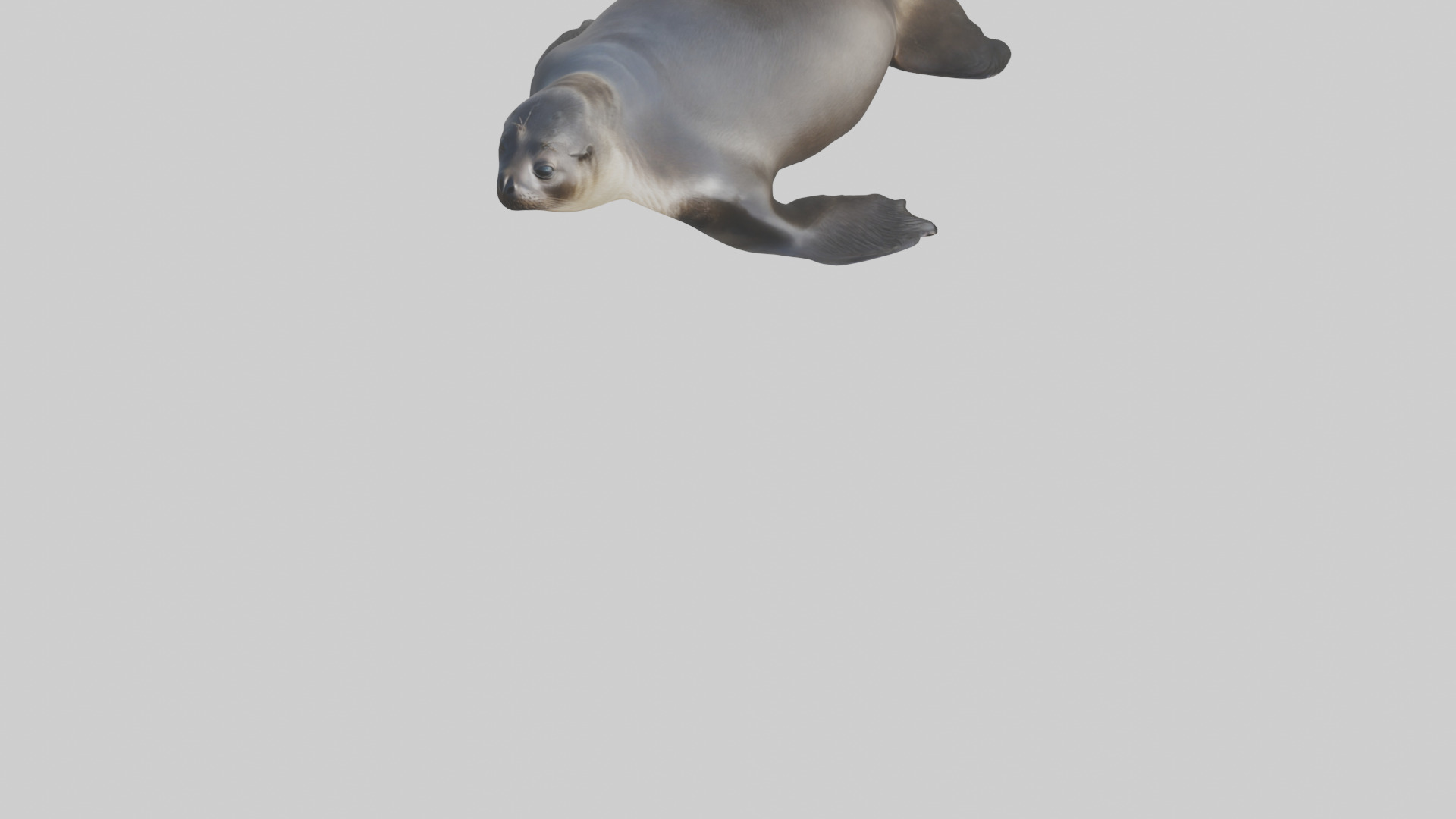 Northern Fur Seal sunbathing model Low-poly 3D model_5