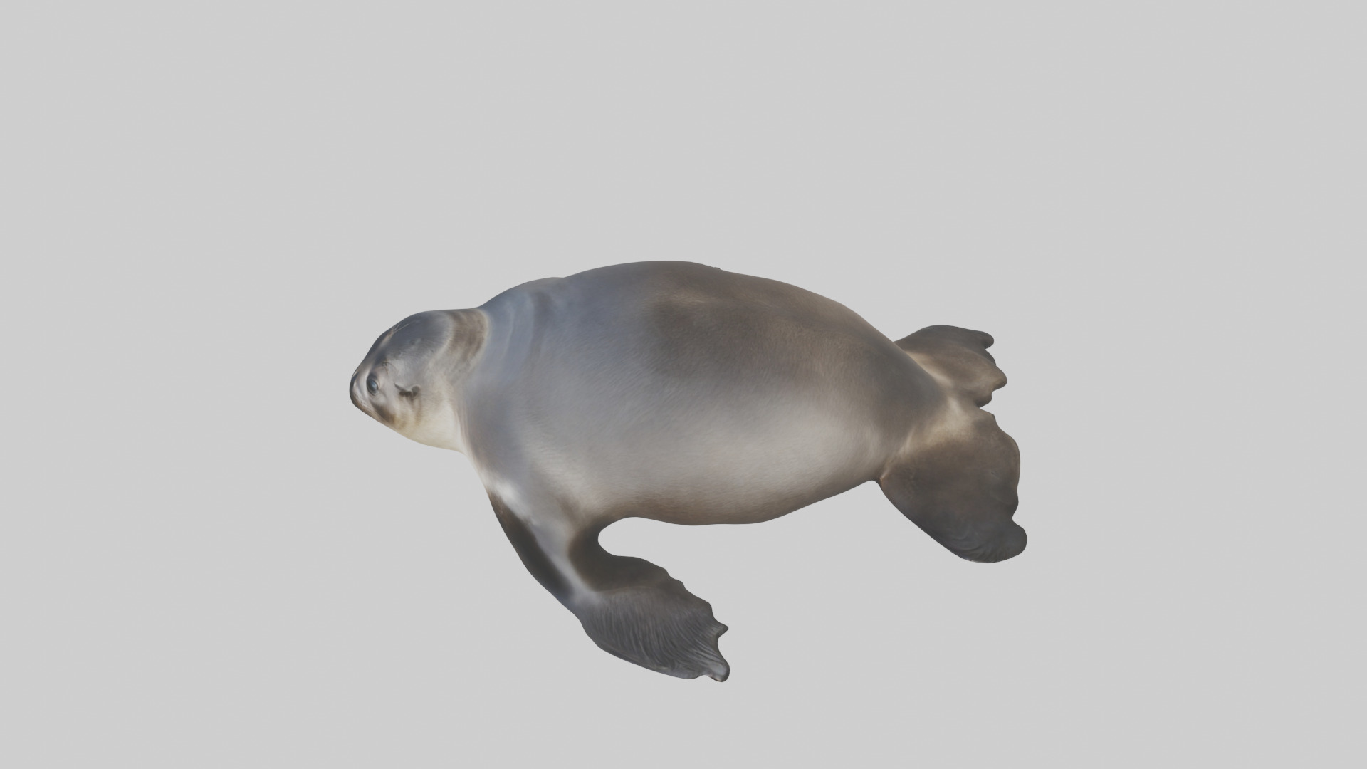 Northern Fur Seal sunbathing model Low-poly 3D model_17