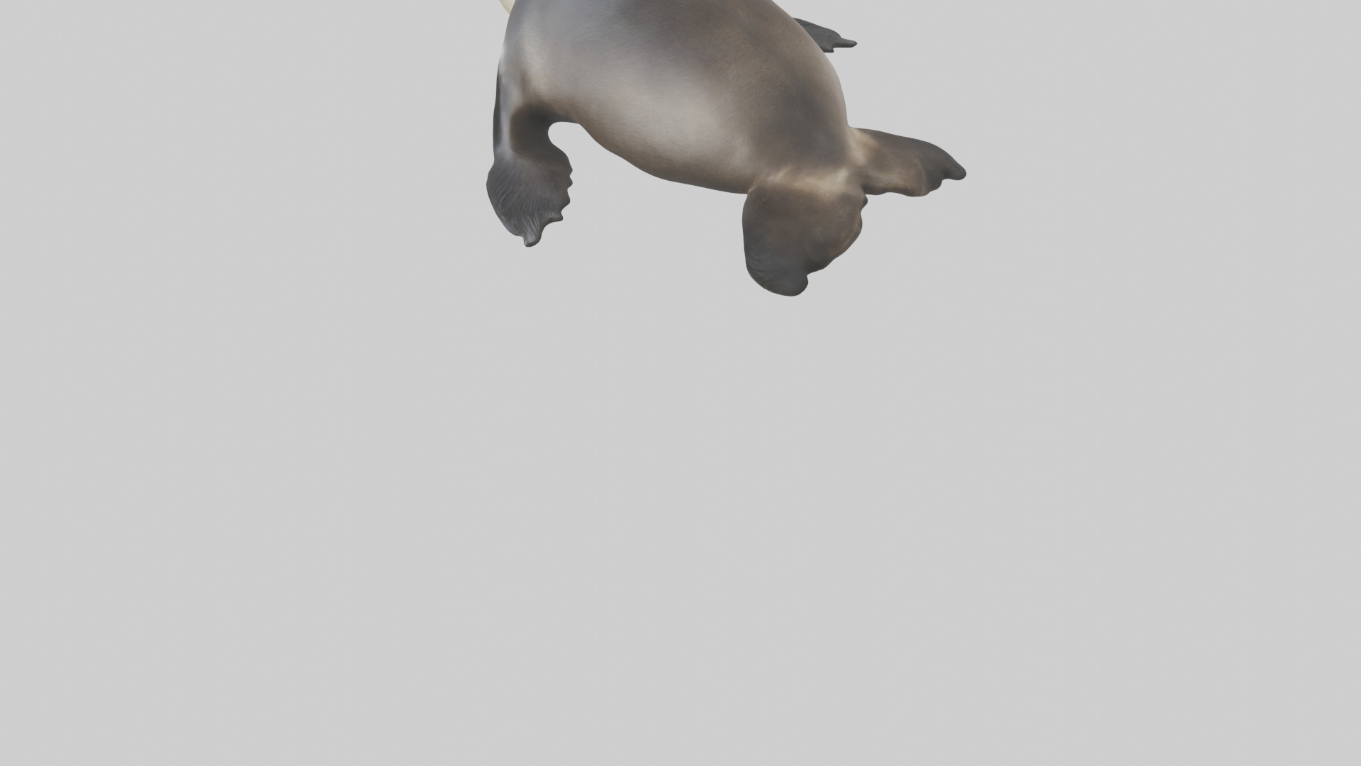 Northern Fur Seal sunbathing model Low-poly 3D model_3