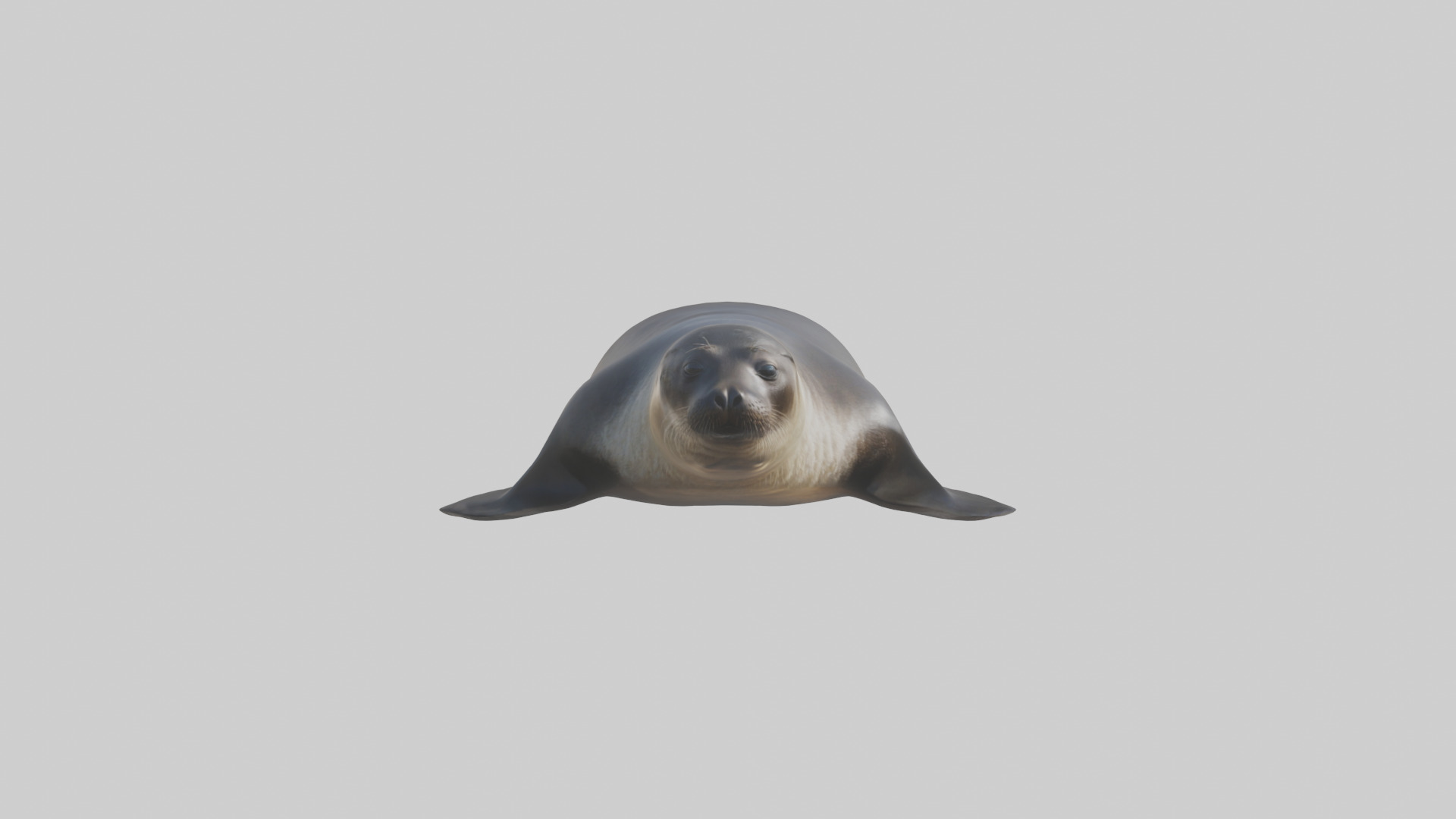 Northern Fur Seal sunbathing model Low-poly 3D model_9